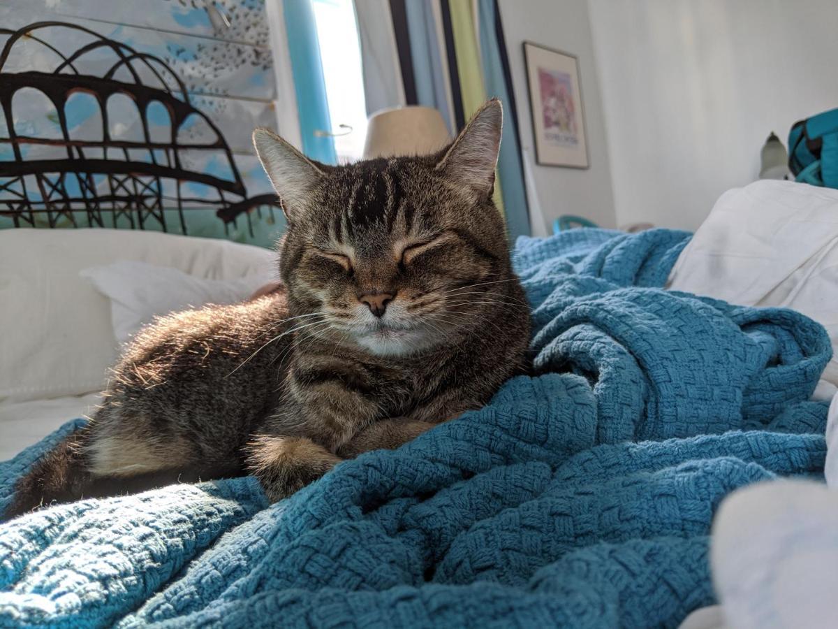 Bed and Breakfast The One Cat Brattleboro Exteriér fotografie