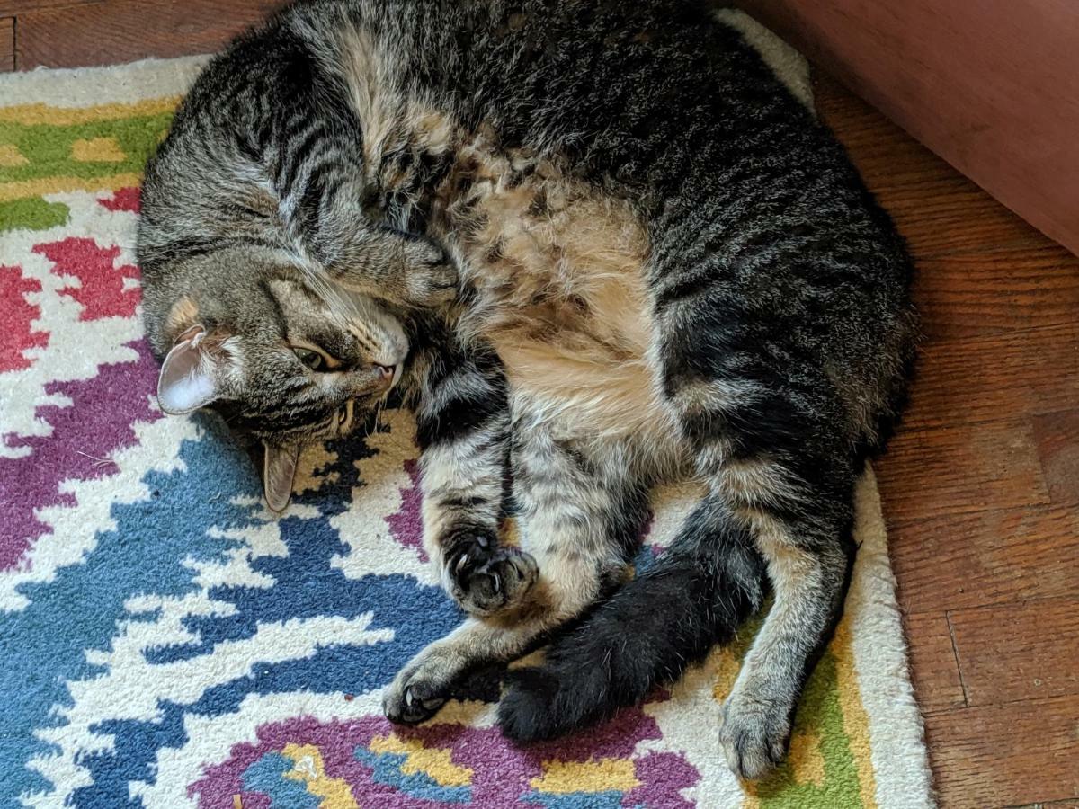 Bed and Breakfast The One Cat Brattleboro Exteriér fotografie